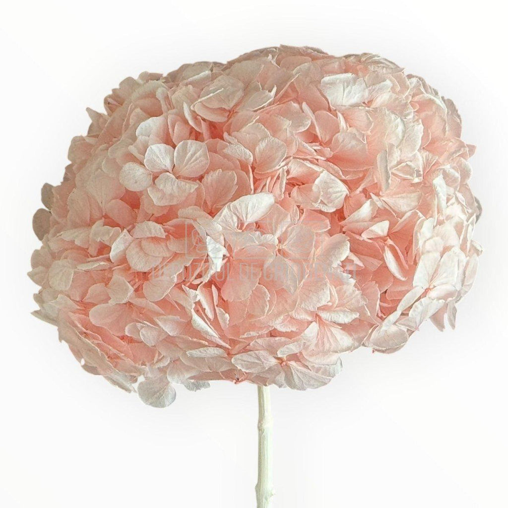 Hortensie Criogenata Premium Roz DELICATE BABY PINK LULU - Depozitul de Criogenati