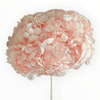 Hortensie Criogenata Premium Roz DELICATE BABY PINK LULU - Depozitul de Criogenati