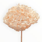 Hortensie Criogenata Premium Roz deschis DELICATE BABY PINK LULU - Depozitul de Criogenati