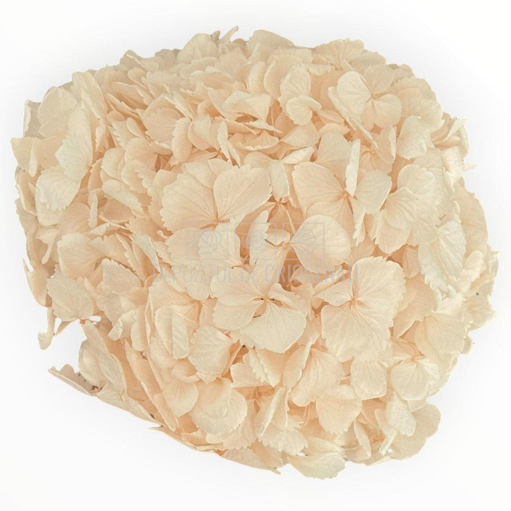 Hortensie Criogenata Premium Roz deschis DELICATE BABY PINK LULU - Depozitul de Criogenati