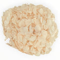 Hortensie Criogenata Premium Roz deschis DELICATE BABY PINK LULU - Depozitul de Criogenati