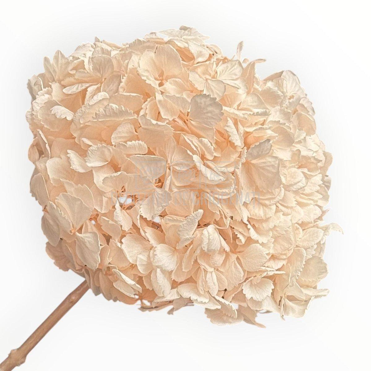 Hortensie Criogenata Premium Roz deschis DELICATE BABY PINK LULU - Depozitul de Criogenati