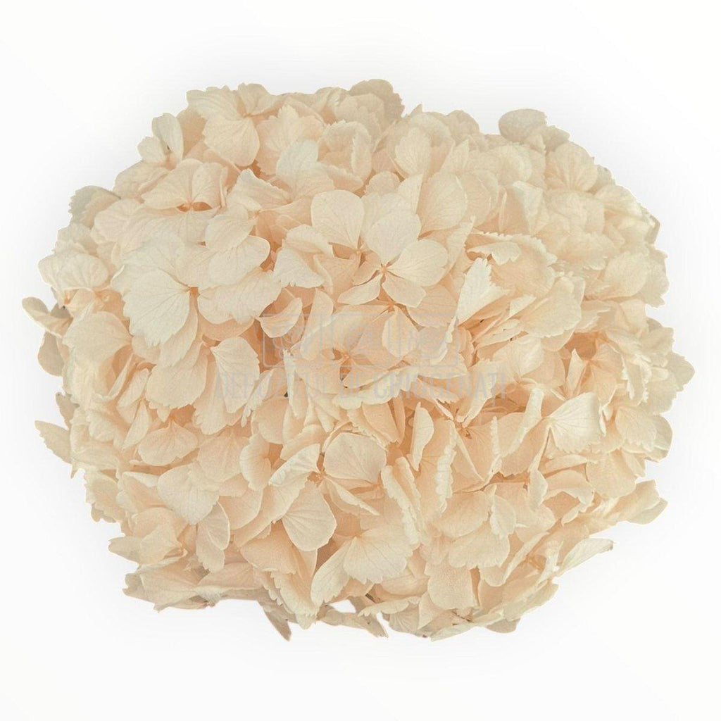 Hortensie Criogenata Premium Roz deschis DELICATE BABY PINK LULU - Depozitul de Criogenati
