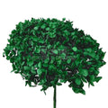 Hortensie Criogenata Verde marca Verdissimo (buchet criogenat) - Depozitul de Criogenati
