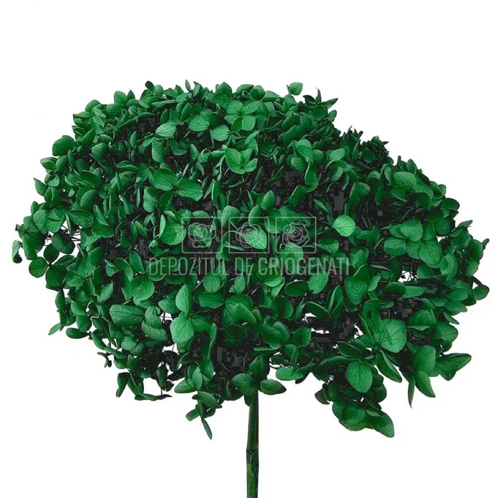 Hortensie Criogenata Verde marca Verdissimo (buchet criogenat) - Depozitul de Criogenati