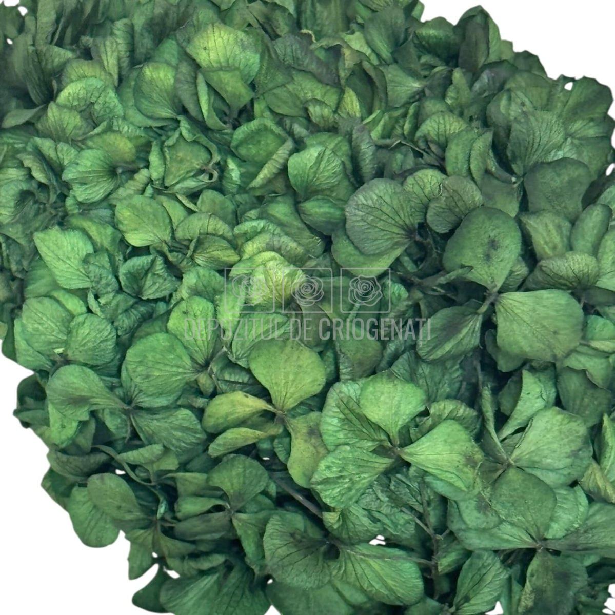 Hortensie Criogenata Verde marca Verdissimo (buchet criogenat) - Depozitul de Criogenati