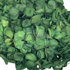 Hortensie Criogenata Verde marca Verdissimo (buchet criogenat) - Depozitul de Criogenati