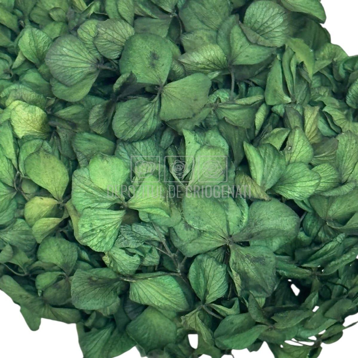 Hortensie Criogenata Verde marca Verdissimo (buchet criogenat) - Depozitul de Criogenati