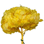 Hortensie Galben Deschis Premium Verdissimo (Criogenata) - DepozituldeCriogenati.ro