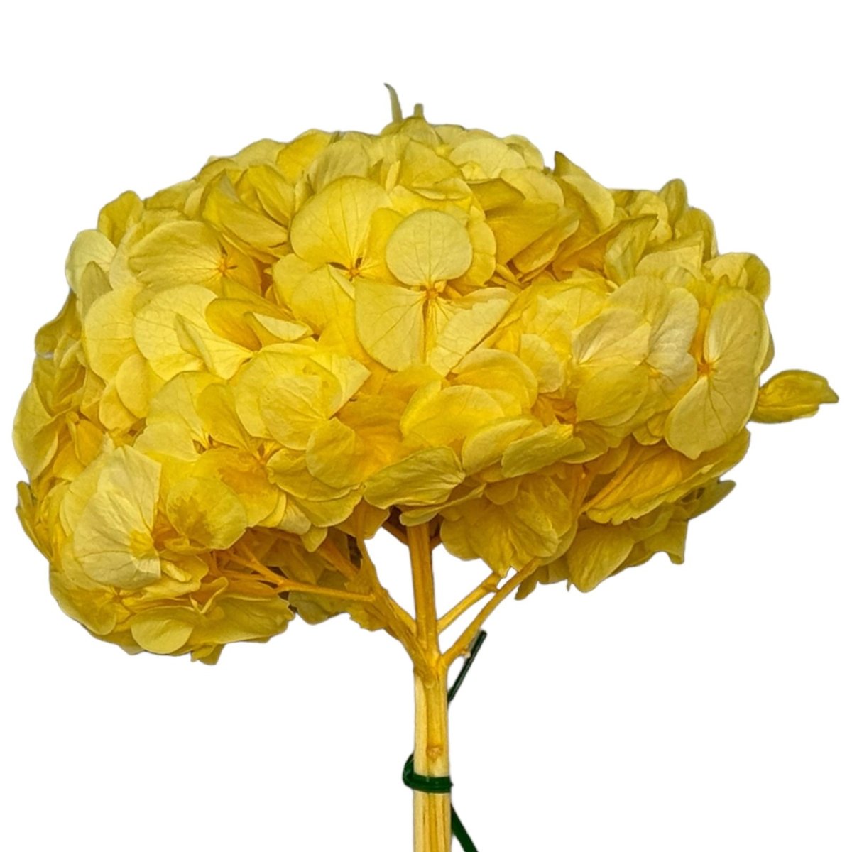 Hortensie Galben Deschis Premium Verdissimo (Criogenata) - DepozituldeCriogenati.ro