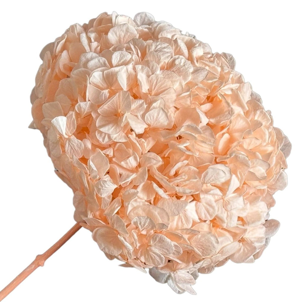 Hortensie Piersica PEA-89 XL RoseAmor (Buchet Criogenat) - DepozituldeCriogenati.ro