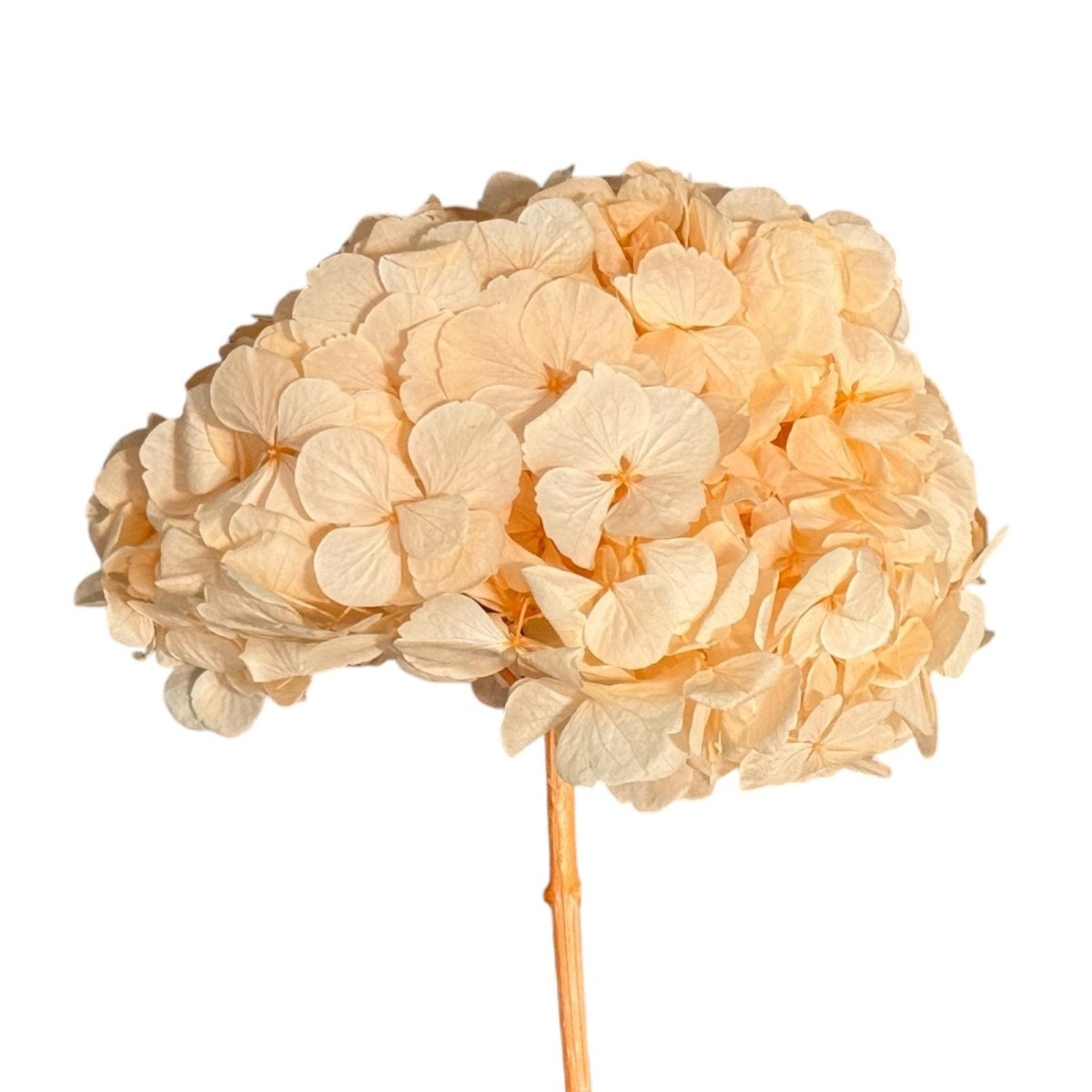 Hortensie Piersica PEA - 99 XL RoseAmor (Buchet Criogenat) - DepozituldeCriogenati.ro