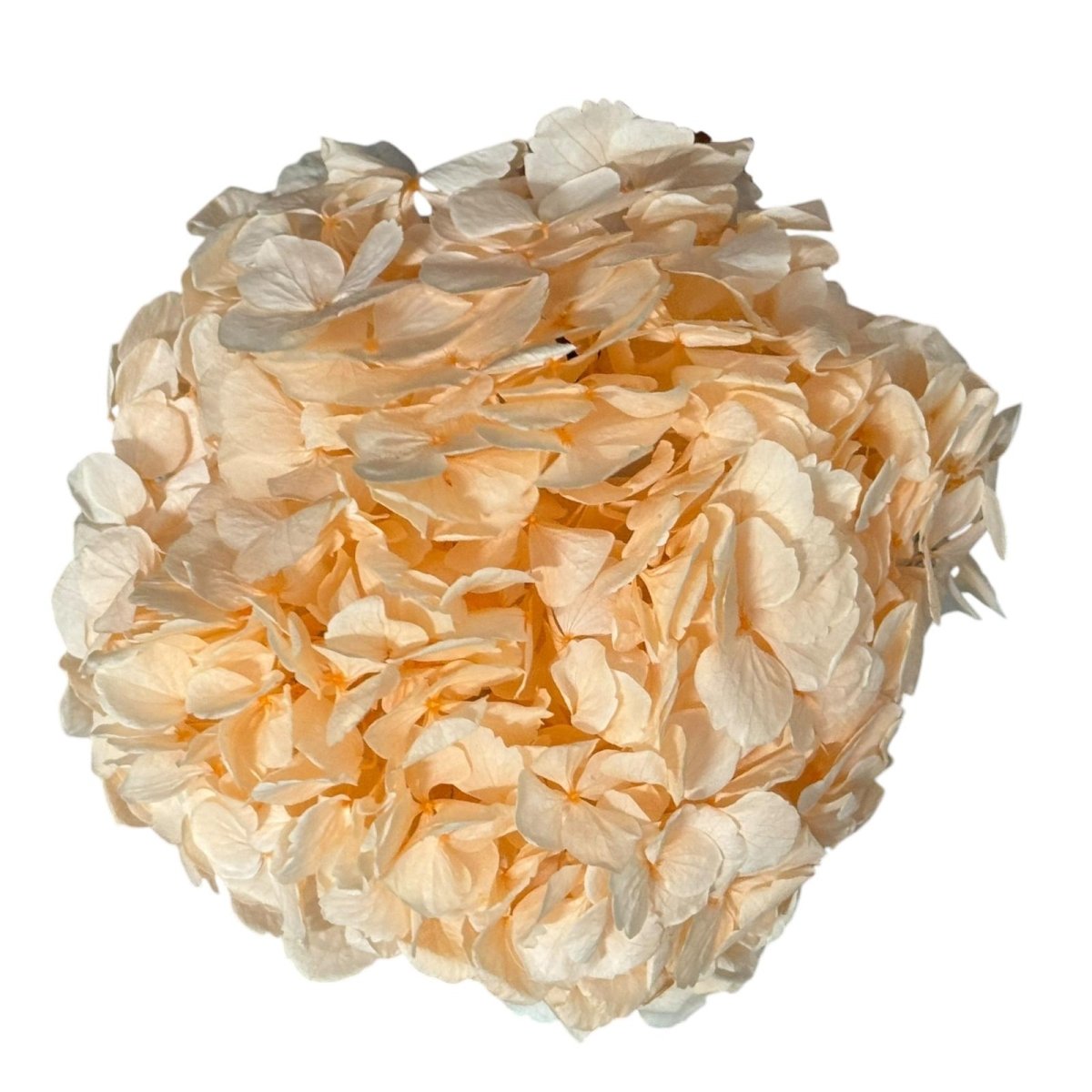 Hortensie Piersica PEA - 99 XL RoseAmor (Buchet Criogenat) - DepozituldeCriogenati.ro