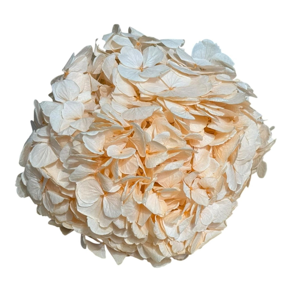 Hortensie Piersica PEA - 99 XL RoseAmor (Buchet Criogenat) - DepozituldeCriogenati.ro