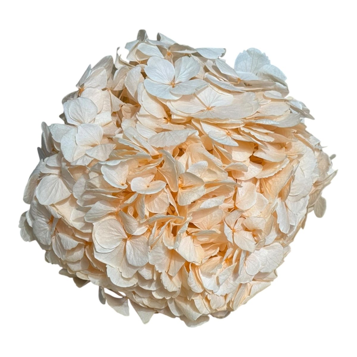 Hortensie Piersica PEA - 99 XL RoseAmor (Buchet Criogenat) - DepozituldeCriogenati.ro