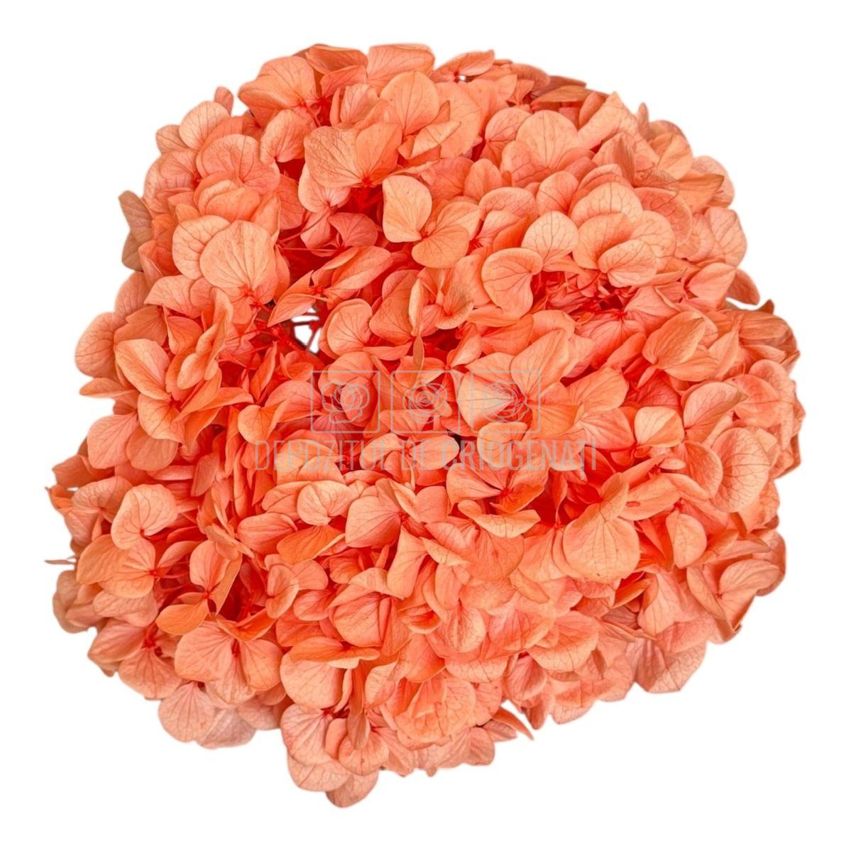 Hortensie Portocalie Premium Verdissimo (Criogenata) - DepozituldeCriogenati.ro