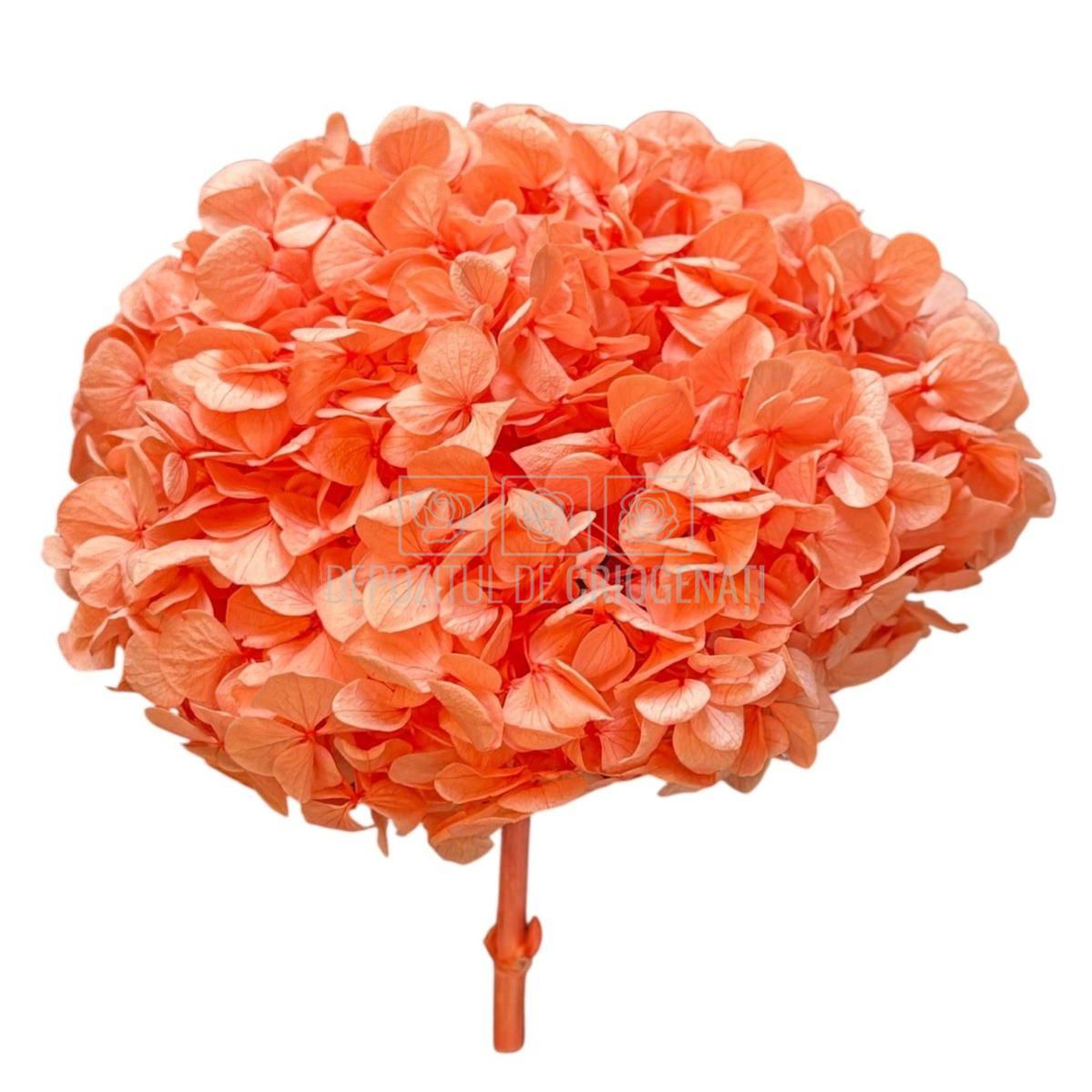 Hortensie Portocalie Premium Verdissimo (Criogenata) - DepozituldeCriogenati.ro