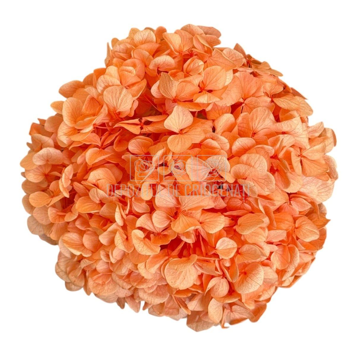 Hortensie Portocalie Premium Verdissimo (Criogenata) - DepozituldeCriogenati.ro