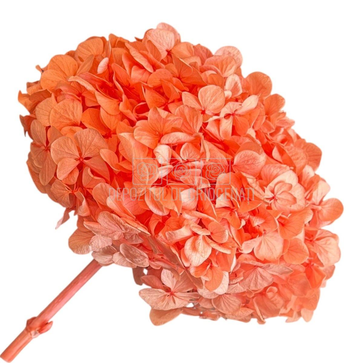 Hortensie Portocalie Premium Verdissimo (Criogenata) - DepozituldeCriogenati.ro