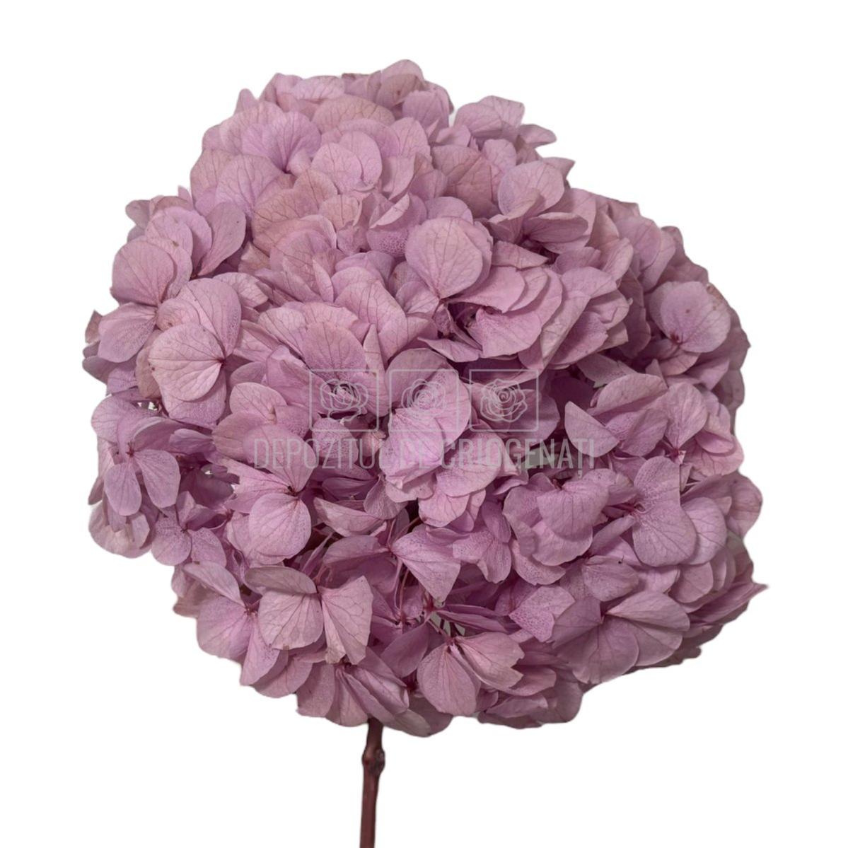 Buchet hortensie criogenata RoseAmor roz-lila, floare naturală stabilizată, perfectă pentru decoruri rafinate și durabile.