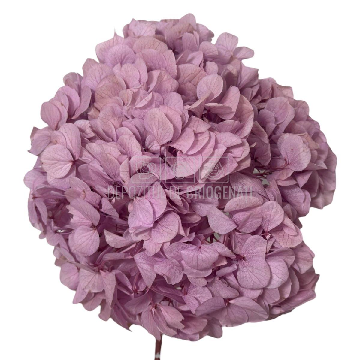 Buchet hortensie RoseAmor criogenata în tonuri roz-lila, ideal pentru florării online și decoruri elegante de lungă durată.