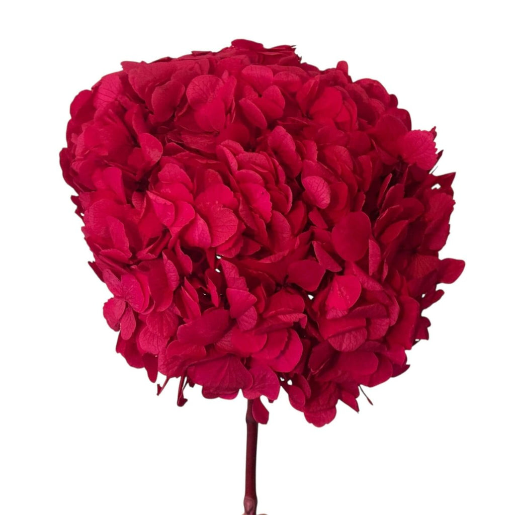 Hortensie Roz - lila RoseAmor (Buchet Criogenat) - Depozitul de Criogenati