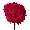 Hortensie Roz - lila RoseAmor (Buchet Criogenat) - Depozitul de Criogenati
