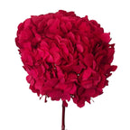 Hortensie Roz - lila RoseAmor (Buchet Criogenat) - Depozitul de Criogenati