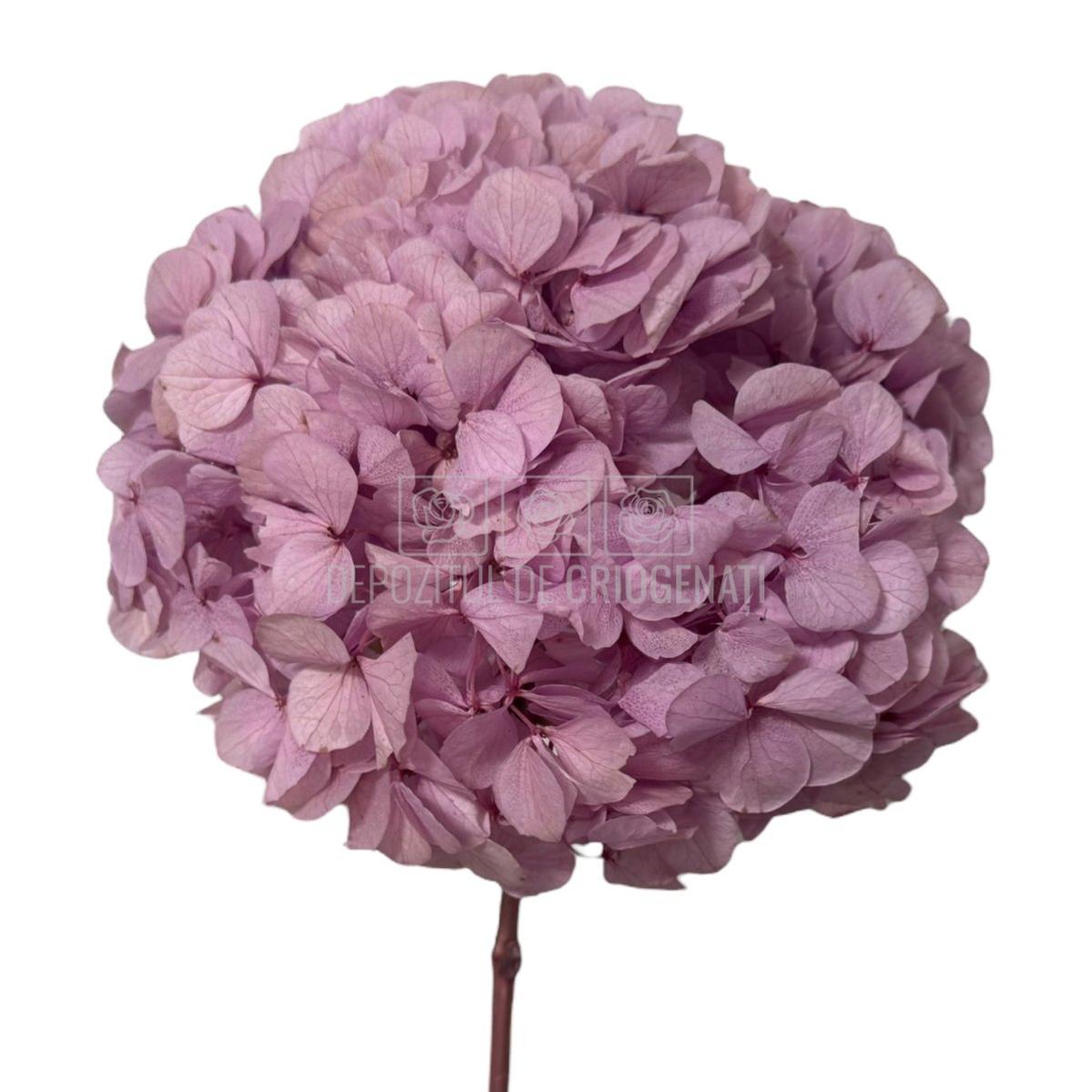 Buchet hortensie roz-lila criogenata RoseAmor, model PIN-99 L, floare nemuritoare pentru flori online și evenimente speciale.