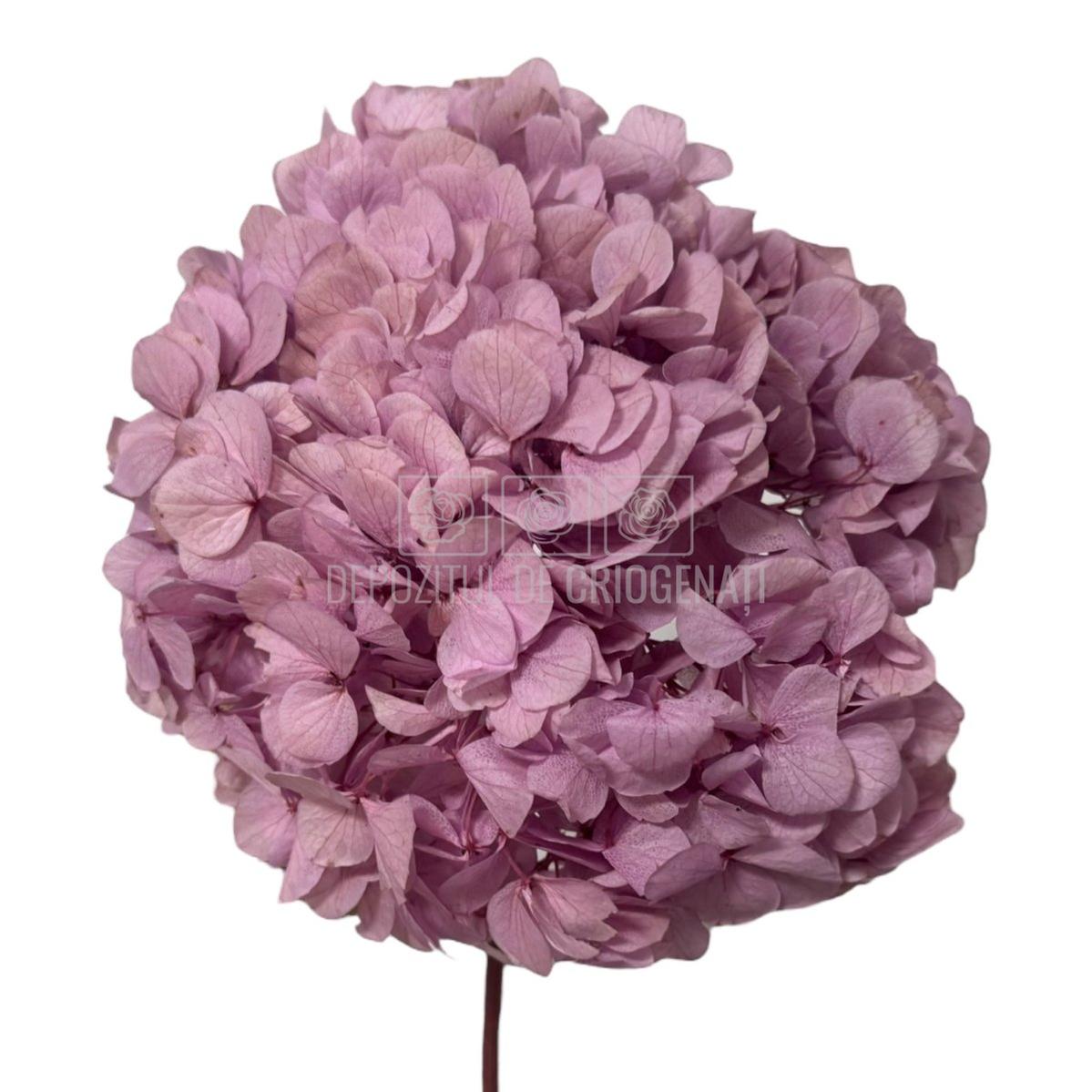 Buchet hortensie roz-lila RoseAmor criogenata, model PIN-99 L, floare nemuritoare ideală pentru decor elegant sau cadou special.