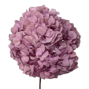 Buchet hortensie roz-lila RoseAmor criogenata, model PIN-99 L, floare nemuritoare ideală pentru decor elegant sau cadou special.