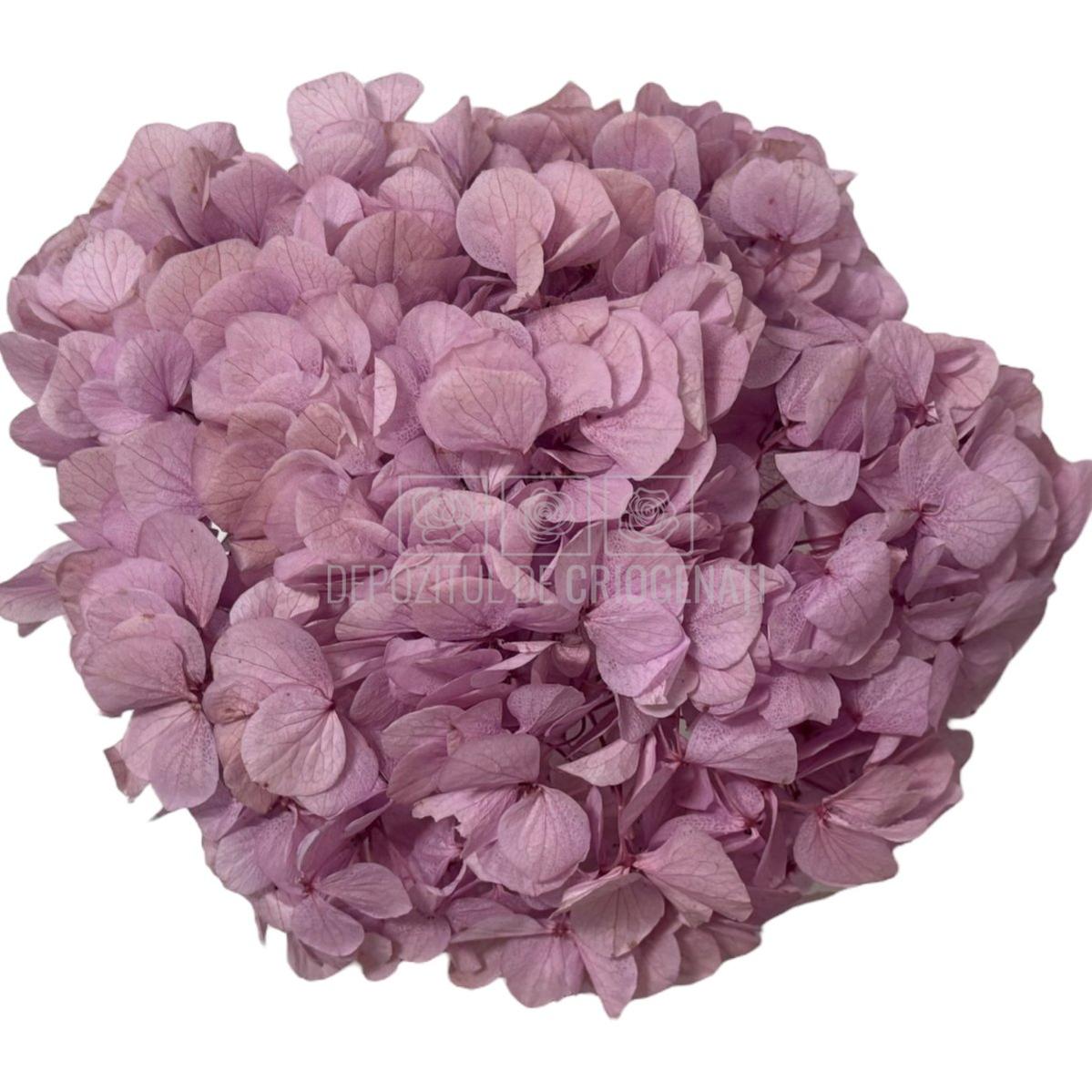 Hortensie roz-lila criogenata RoseAmor, buchet PIN-99 L, floare nemuritoare pentru flori online și aranjamente florale sofisticate.