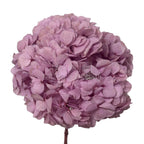 Hortensie criogenata RoseAmor în nuanțe roz-lila, păstrată perfect pentru aranjamente florale de lux și livrare rapidă în 24h.