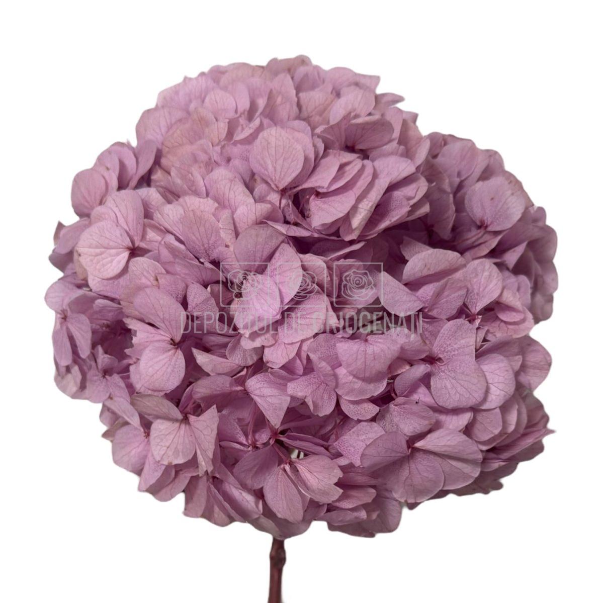 Hortensie criogenata RoseAmor în nuanțe roz-lila, păstrată perfect pentru aranjamente florale de lux și livrare rapidă în 24h.