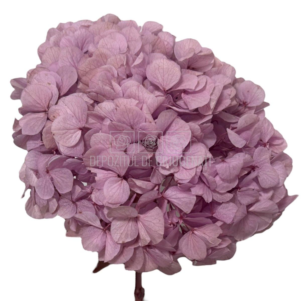 Hortensie criogenata roz-lila RoseAmor, floare naturală stabilizată, perfectă pentru cadouri florale și decor interior de lux.