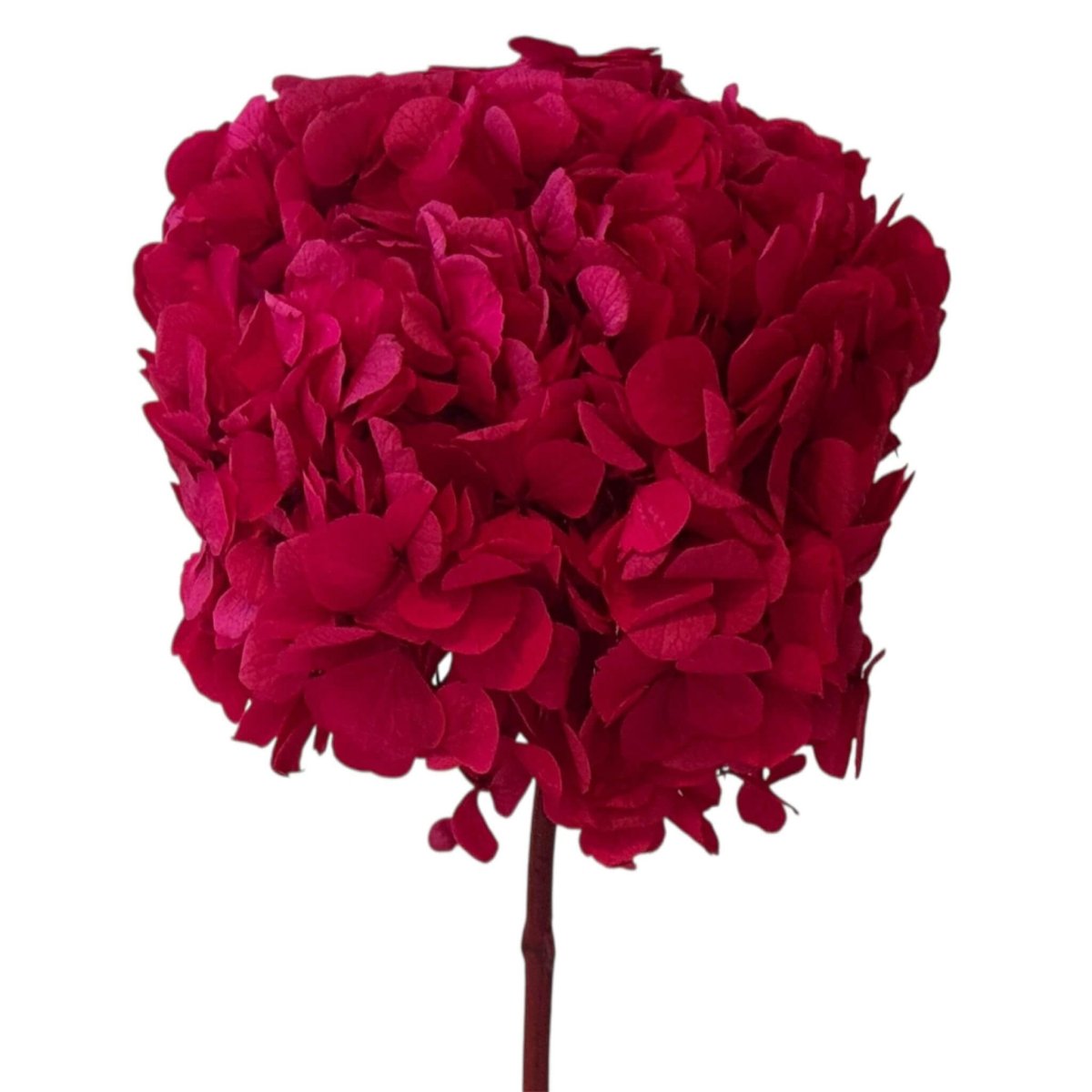 Hortensie Roz - lila RoseAmor (Buchet Criogenat) - Depozitul de Criogenati