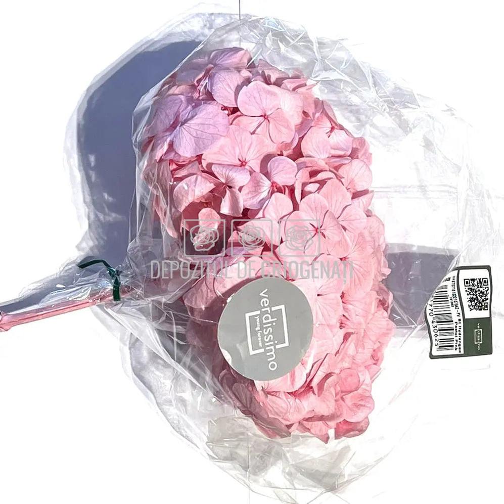 Hortensie Roz Verdissimo (Buchet Criogenat) - DepozituldeCriogenati.ro