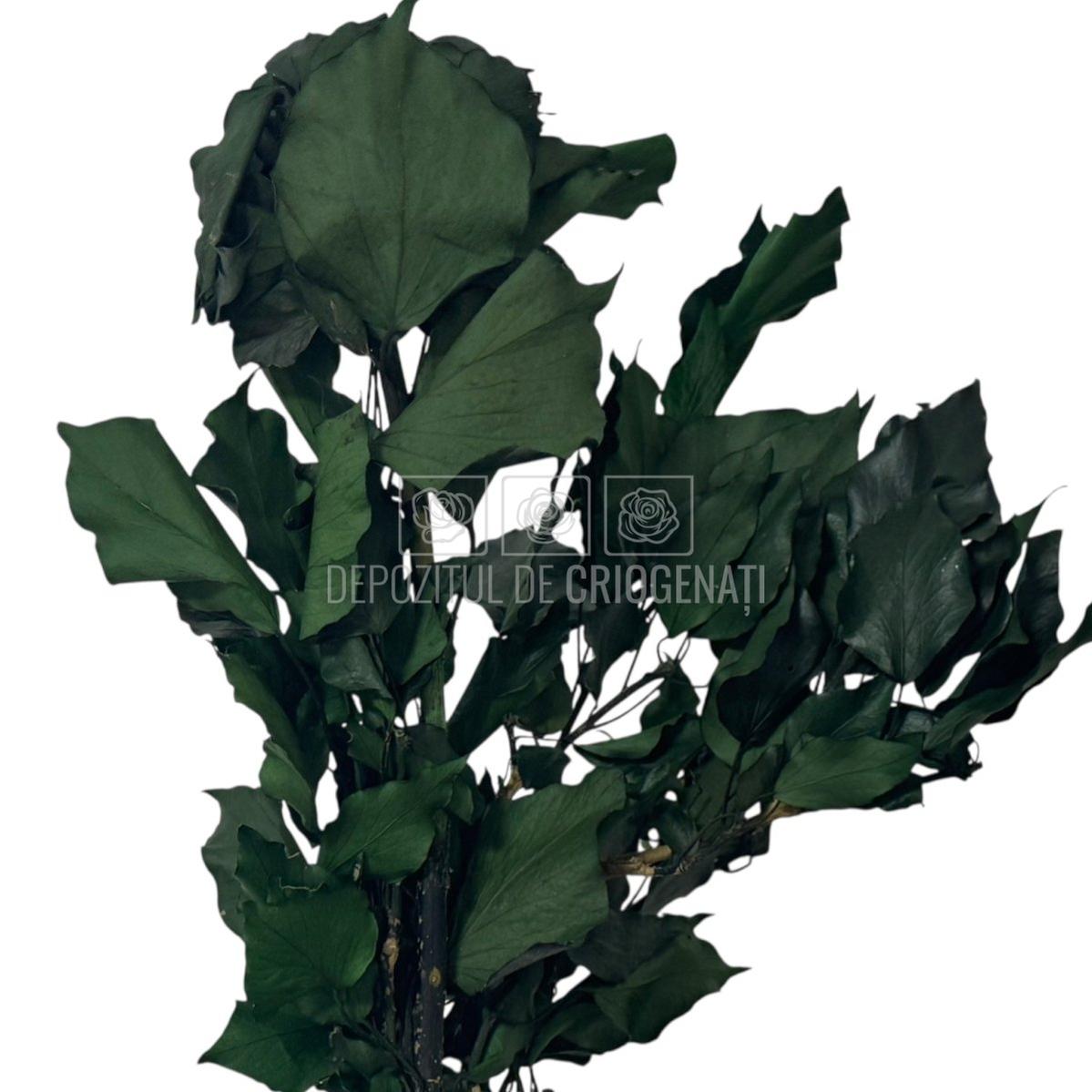 Planta stabilizata Iedera Ivy Arborea Verde, buchet compact cu frunze verzi inchis, livrare rapida in 24h din florarie online.