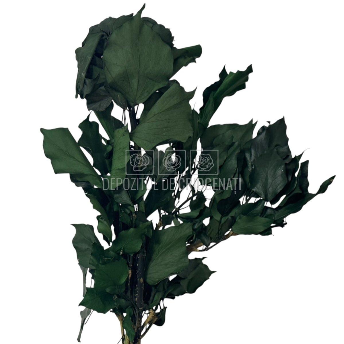 Buchet de Iedera Ivy Arborea Verde criogenata, cu textura naturala si frunze late, ideal pentru aranjamente florale nemuritoare.