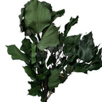 Planta stabilizata Iedera Ivy Arborea Verde in buchet dens, potrivita pentru aranjamente florale durabile si elegante.
