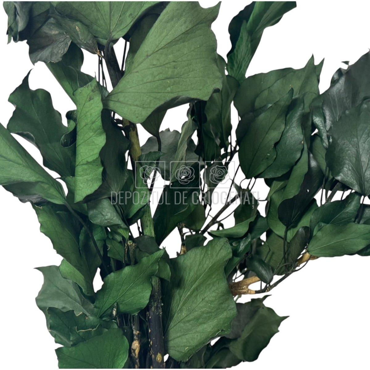 Buchet de Iedera Ivy Arborea Verde criogenata, cu frunzis bogat si intens verde, perfect pentru decor interior de lunga durata.