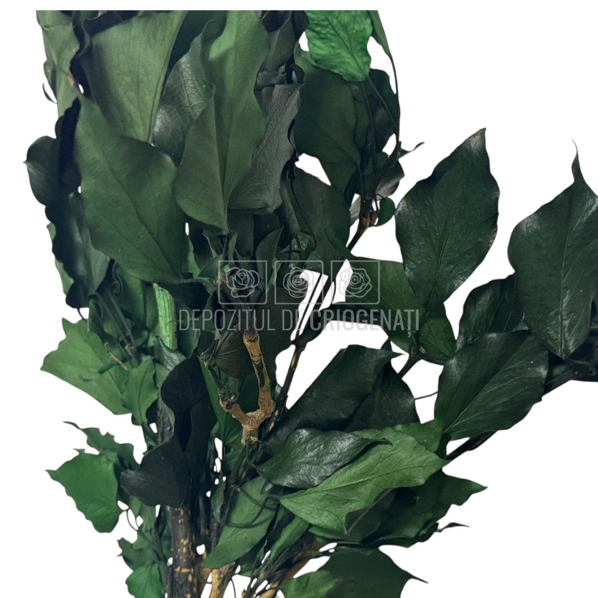 Buchet Criogenat Iedera Ivy Arborea Verde cu frunze mari, lucioase, ideal pentru decor natural cu livrare rapida in 24h.