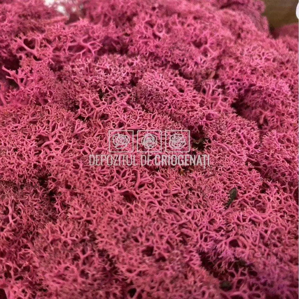 Licheni Decorativi Stabilizati cutie 500gr - Magenta (marca Verdissimo)