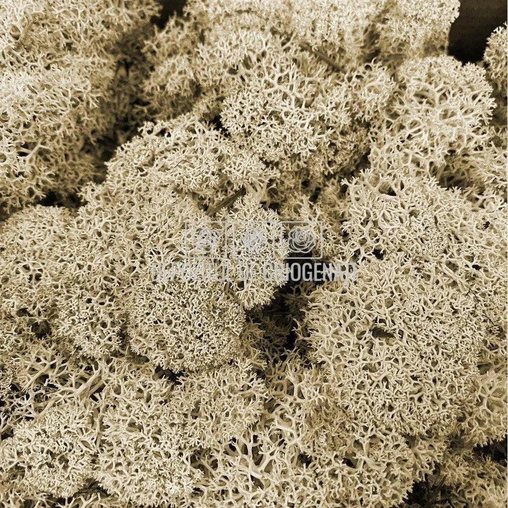 Licheni Decorativi Stabilizati cutie 500gr - Natural (marca Verdissimo)