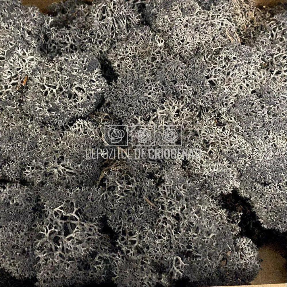 Licheni Decorativi Stabilizati 500gr - Negru (marca Verdissimo) - DepozituldeCriogenati.ro