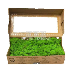 Licheni Decorativi Stabilizati cutie 500gr - Verde Apple (Verdissimo)