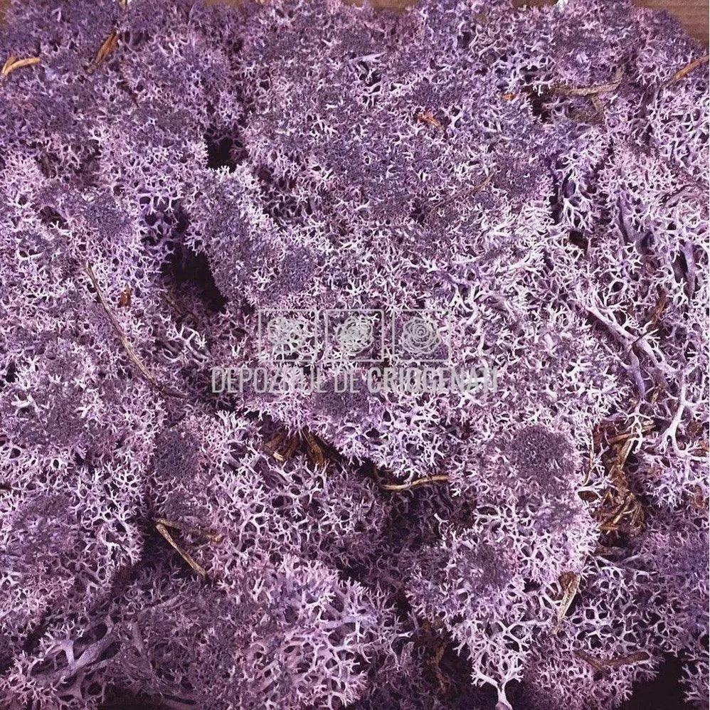 Licheni Decorativi Stabilizati 500gr - Violet (marca Verdissimo) - DepozituldeCriogenati.ro