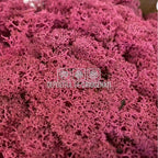 Licheni Decorativi Stabilizati cutie 500gr - Magenta (marca Verdissimo) - Depozitul de Criogenati