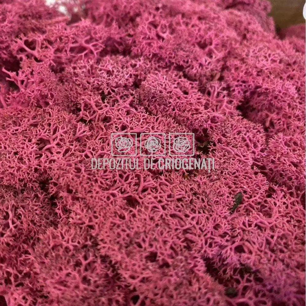 Licheni Decorativi Stabilizati cutie 500gr - Magenta (marca Verdissimo) - Depozitul de Criogenati