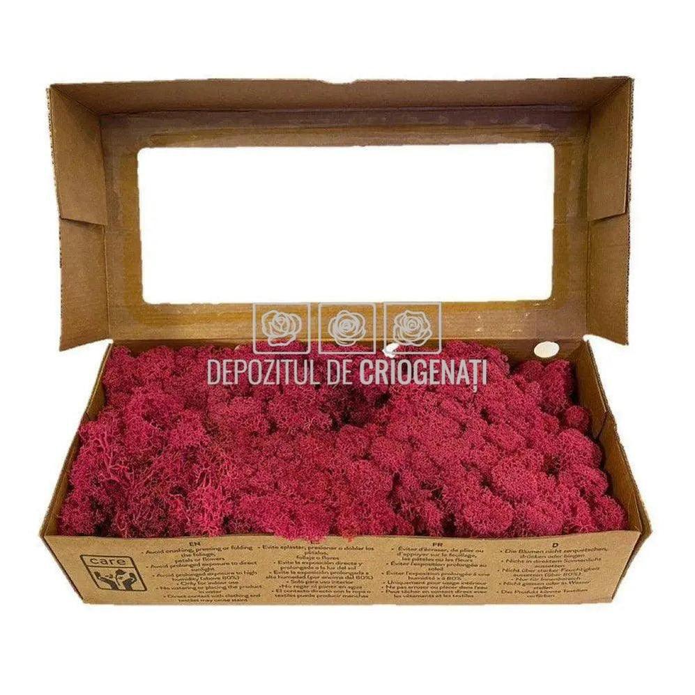 Licheni Decorativi Stabilizati cutie 500gr - Magenta (marca Verdissimo) - Depozitul de Criogenati